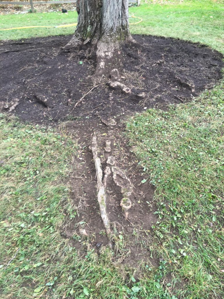 Tree Services Photo Gallery - Newton Hook Tree Care